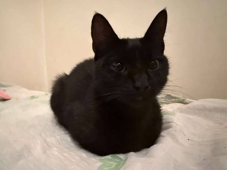 Кошка 7-8 месяцев в добрые руки 3