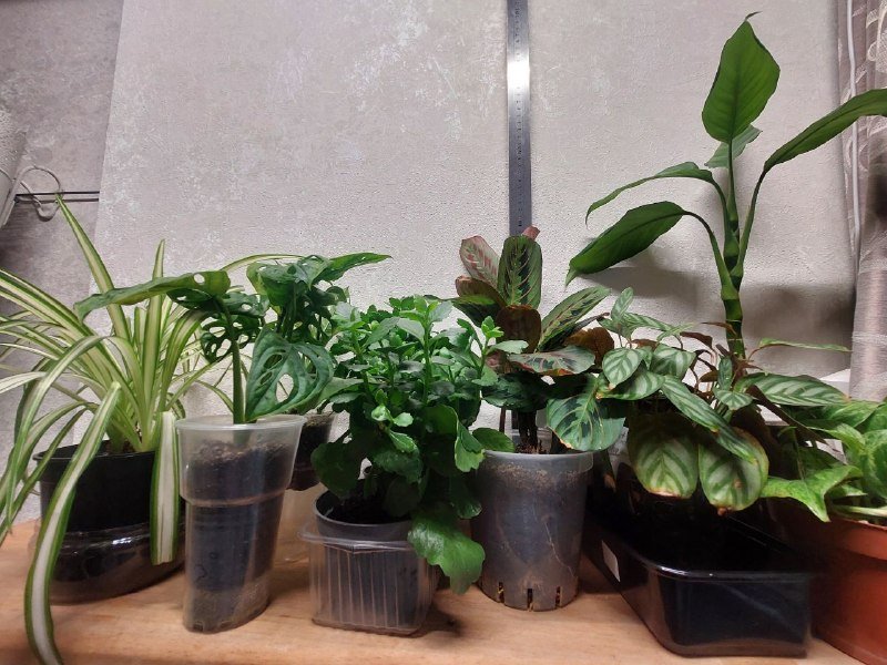 Хлорофитум, монстера, каланхоэ, маранта, ктенанта, аглаонема, эпипремнум