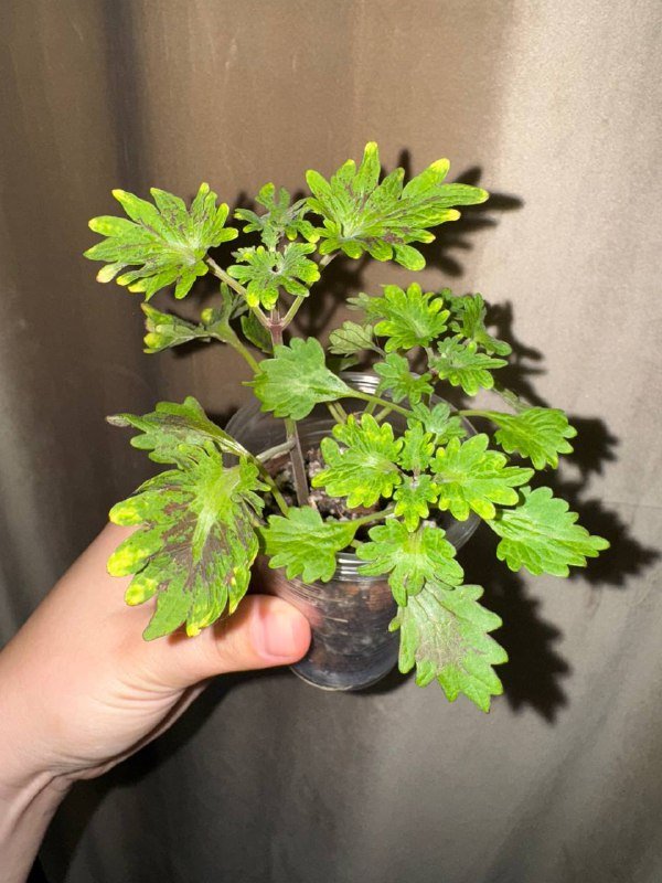 Колеусы комнатные растения 2