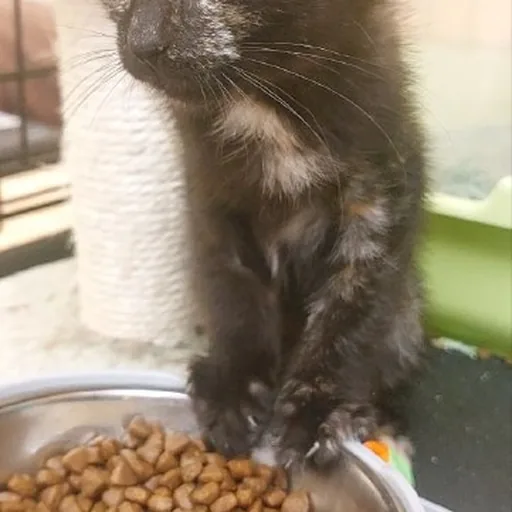 Котенок Элли