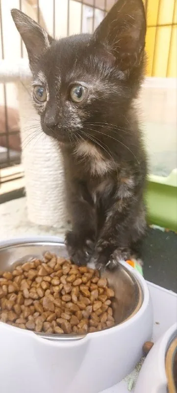 Котенок Элли