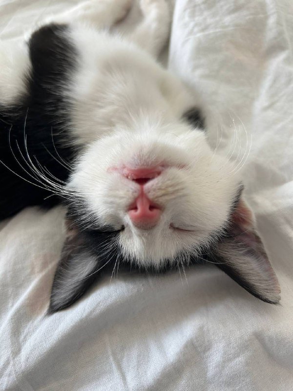 котенок Тюша с переноской, домиком и игрушками