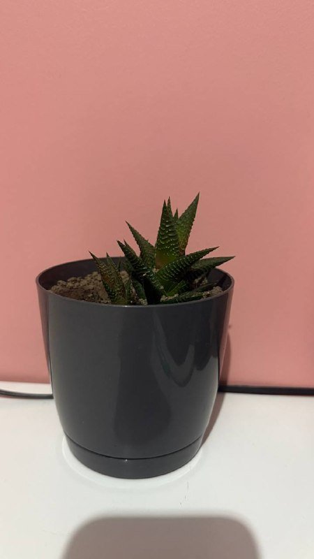 Авокадо в горшках разного размера 4