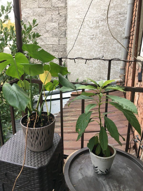 монстера 11 стеблей, авокадо, аптения