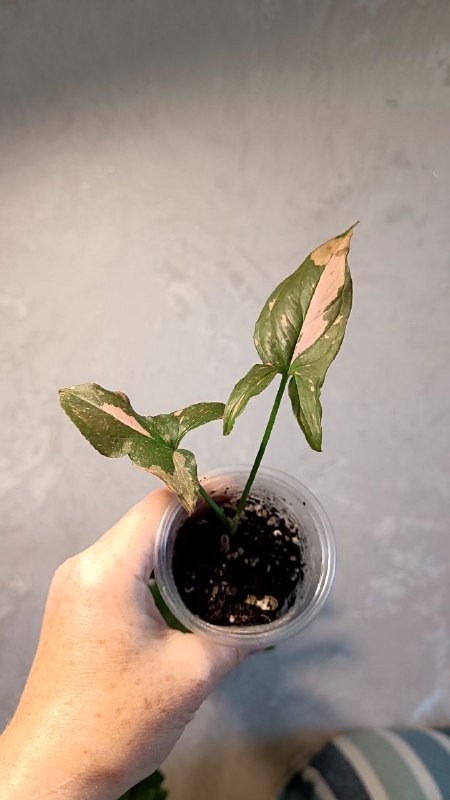 Растения: Циссус триколор, Сингониум, Фикус Мелани 5