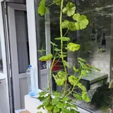 Комнатные растения, 7 горшков 7