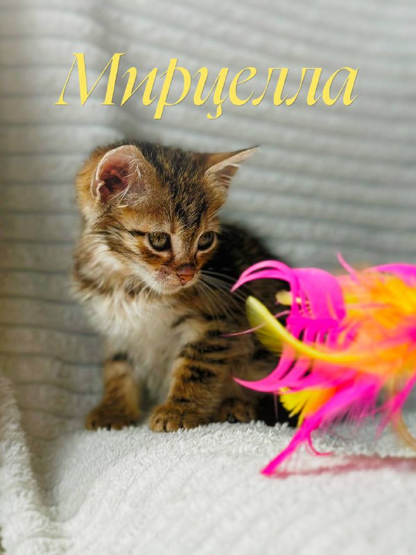 Котенок Мирцелла ищет дом