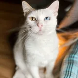 Кошка Луми ищет дом 4