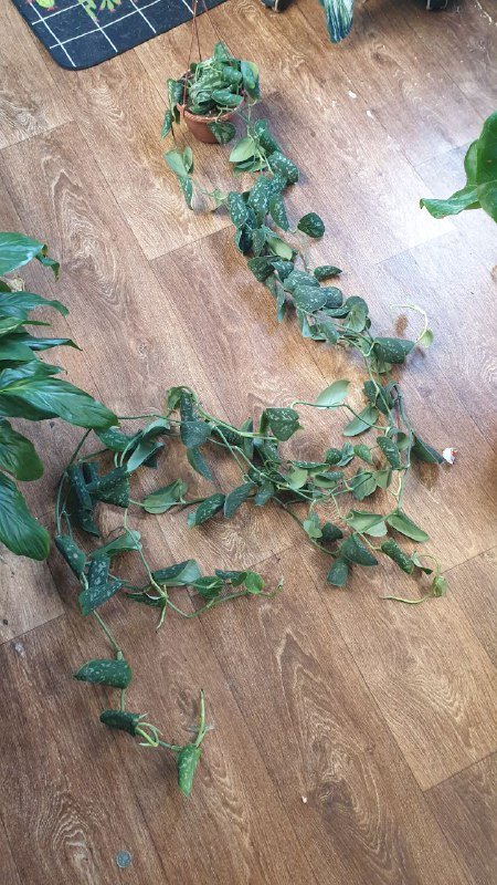 Монстера, Сциндапсус, Филодендрон, Алоказия, Розмарин, Лимон 2