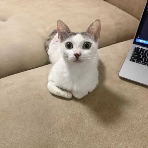 Кошка Памук