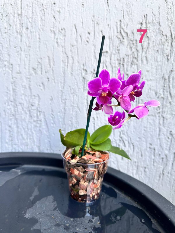 Орхидеи Phalaenopsis mini и комнатные растения 7