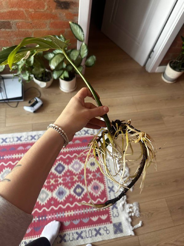 Ростки монстеры Альба