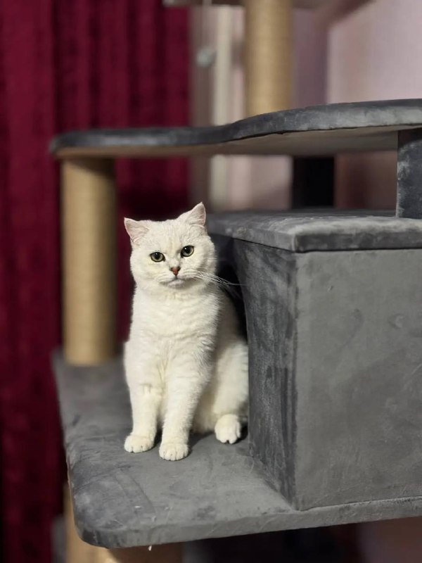 British Chinchilla Cat