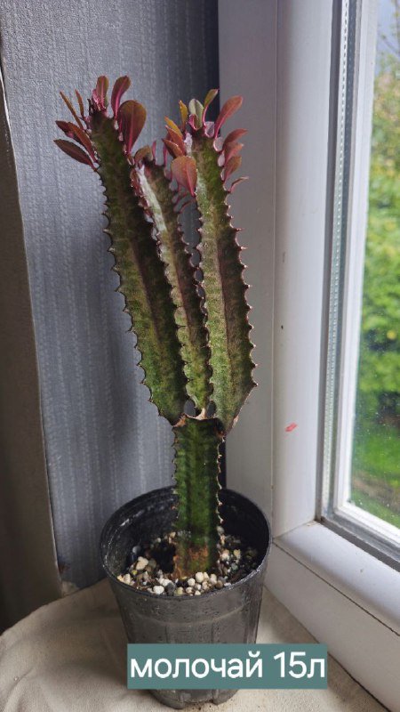 Книги и домашние растения 3