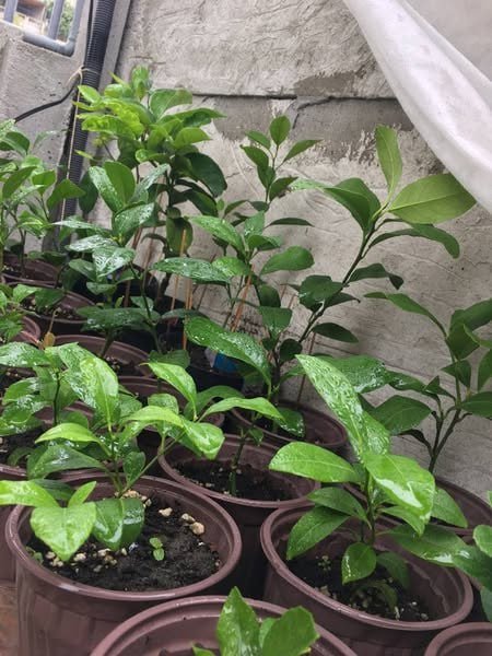 Саженцы цитрусовых мандарин и лимон