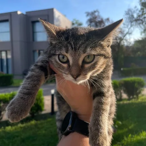 Котята