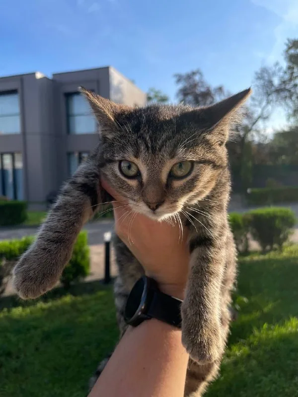 Котята 1