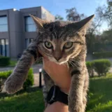 Котята 1
