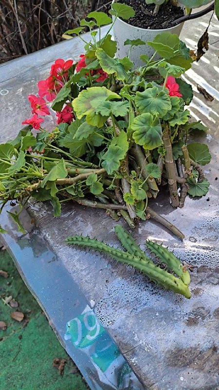 Женский спортивный костюм тройка 44-46 5