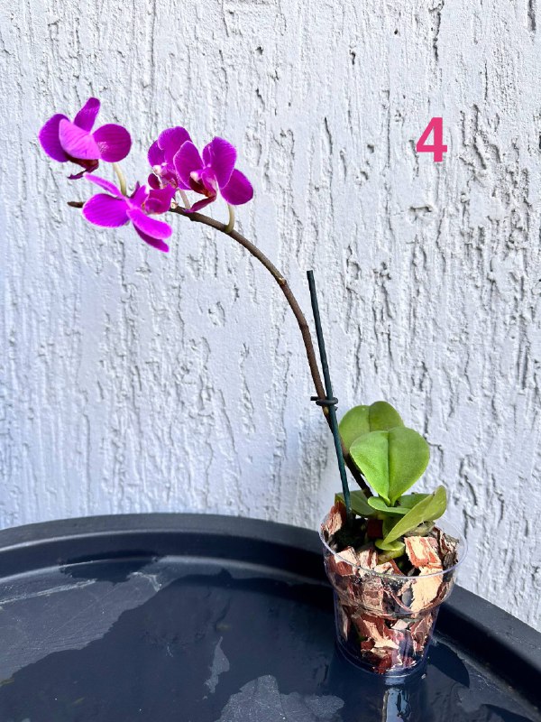 Орхидеи Phalaenopsis mini с горшком 4