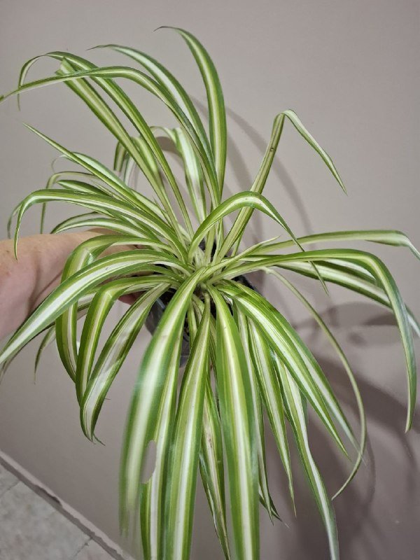 Монстеры разных размеров, рафидофора, папоротник, суккуленты, роули 5