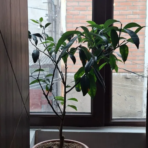 Кумкват