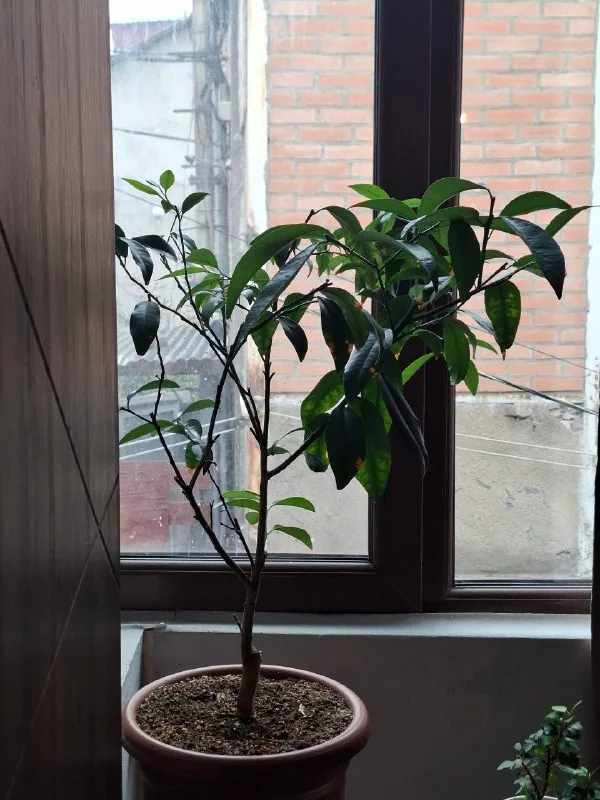 Кумкват