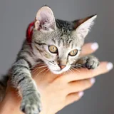 Белла, кошечка 3 месяца 3