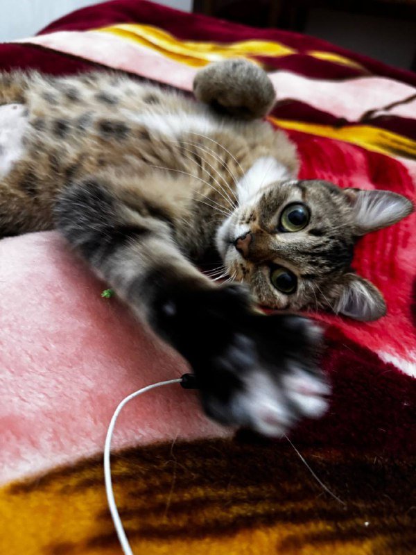 Кошка Оди ищет дом