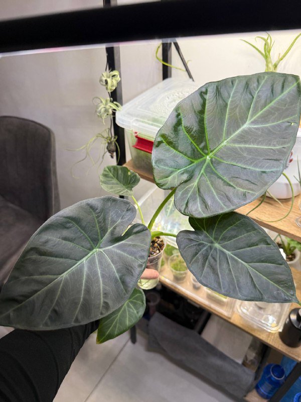 Алоказия Regal Shields