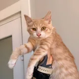 Котята Пряник и Печенька 3