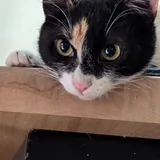 Котята, кошка Янья, кошка Бяка 4
