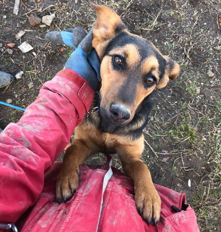 Собака Вита ищет дом, стерилизована, вакцинирована