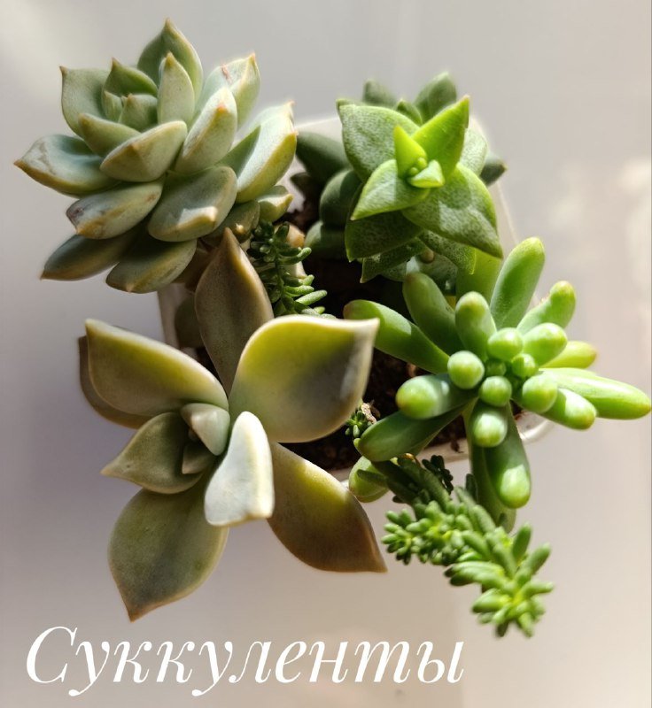 Суккуленты, Красула денежное дерево, Оксалис, Хлорофитум