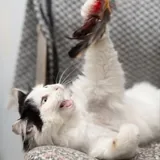 Кошка 3