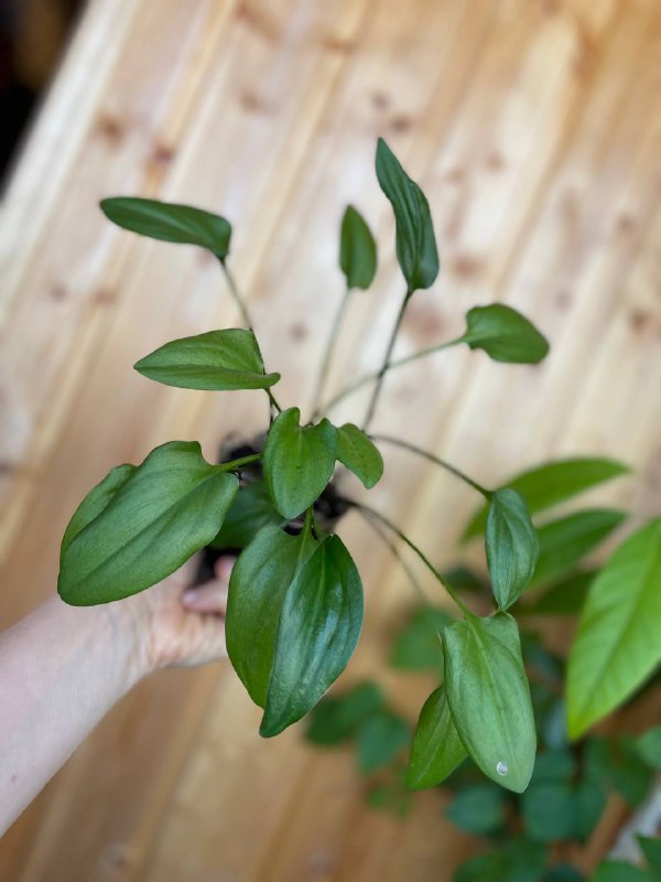 Дримиопсис, домашнее растение 2