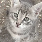 Котята 3
