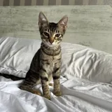 Котенок Айко 2