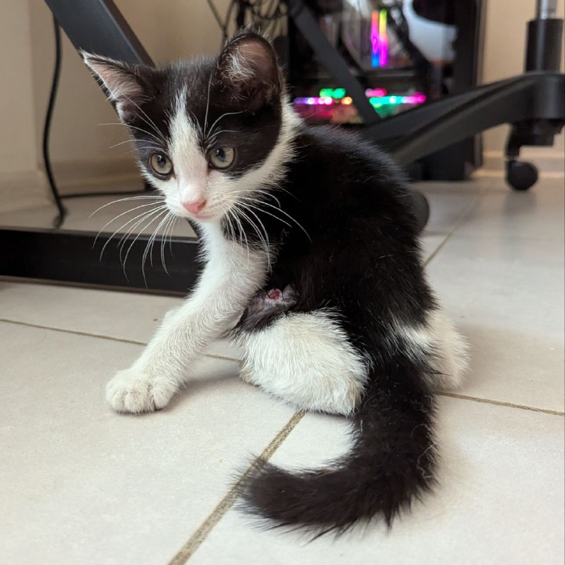 Котёнок ищет дом