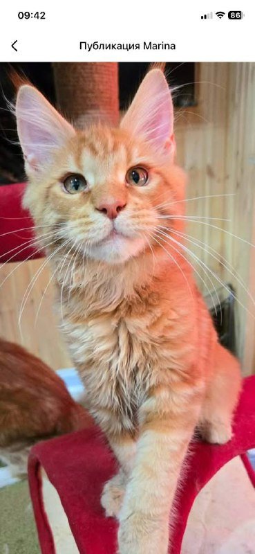 Котята мейнкун 3 месяца 6