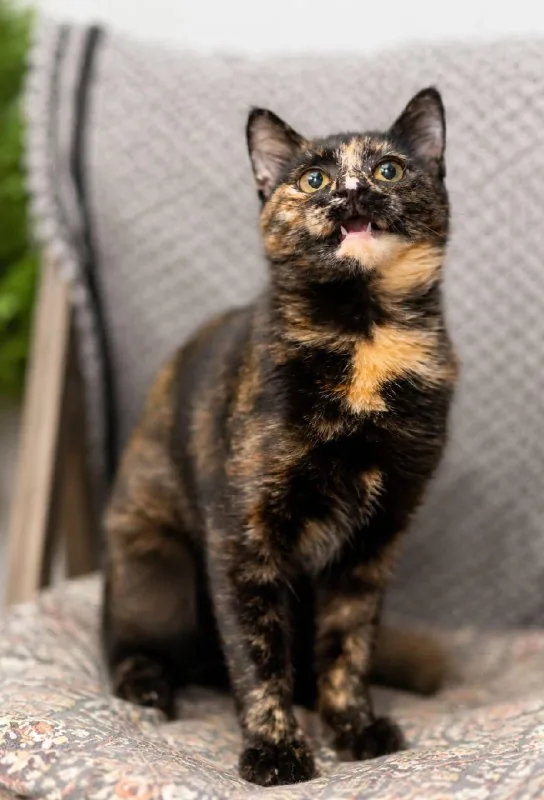 Кошка Крапинка 1