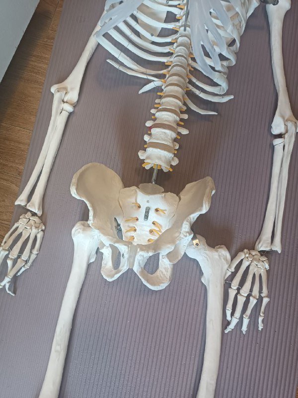 Анатомический скелет человека 170 см 4