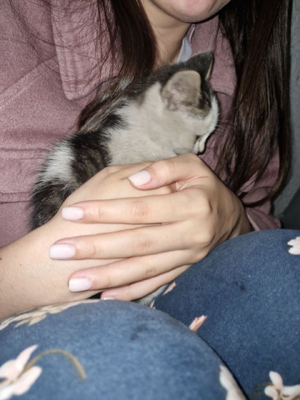 Котёнок в хорошие руки