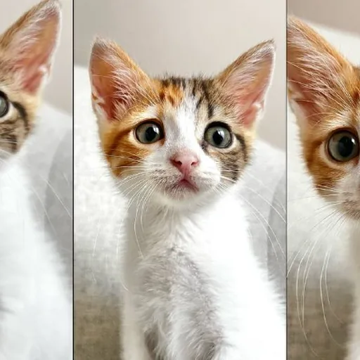 Котенок Крошка ищет семью