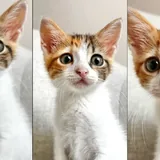 Котенок Крошка ищет семью 1