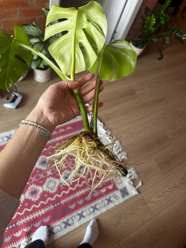 Ростки монстеры Альба 3