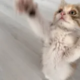 Морошка, котёнок 3