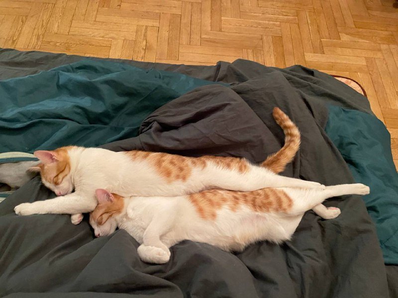 Два рыжих брата-кота для adoption 2