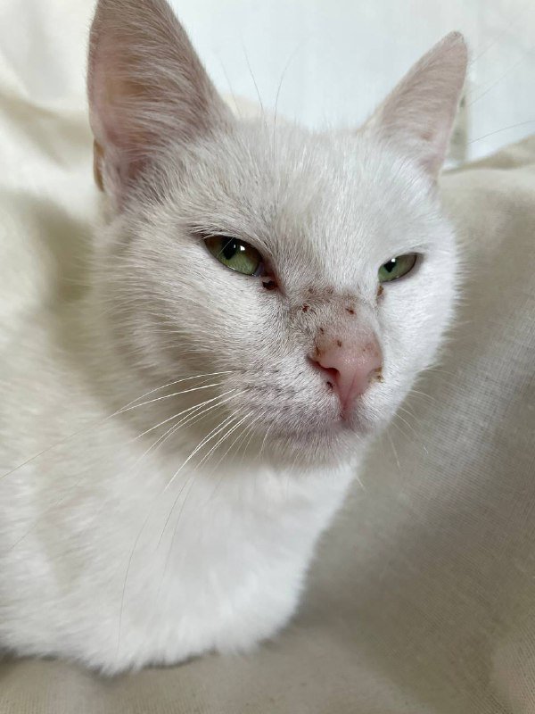 Белая кошка 1,5 года стерилизованная 3