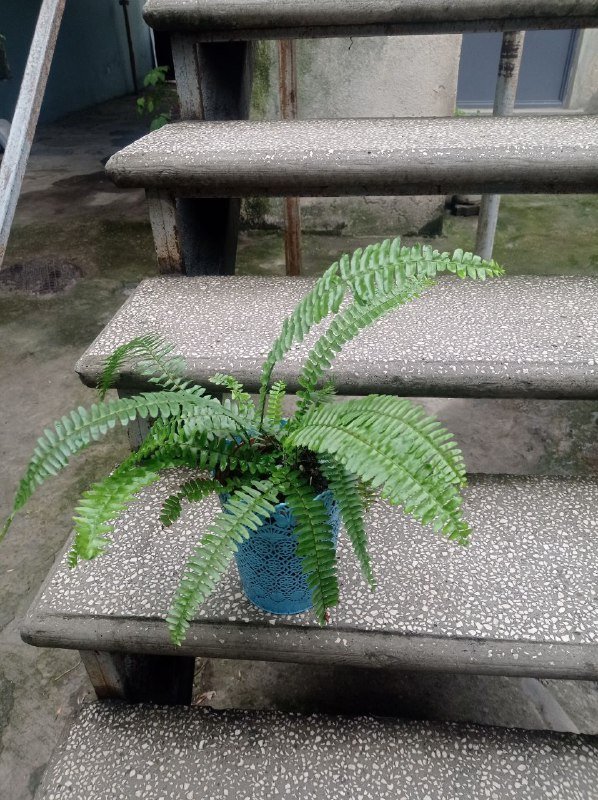 Папоротник